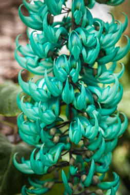 Tüm renklerde sihirli Çiçek Bahçe kızdırma