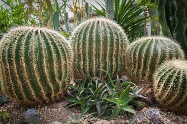 kaktüs çiçek yeşil bir bahçe içinde