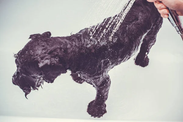 Μικρό μαύρο σκυλί έχει ένα λουτρό σε ένα λουτρό — Φωτογραφία Αρχείου