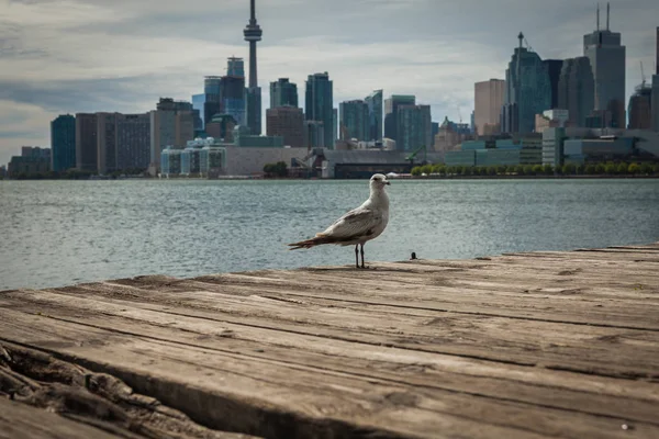 Cityscape of Toronto in Canada, the view of Lake Ontario — Stock Photo, Image