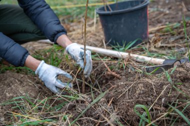 Doğal elementlerin müdahalesinden sonra orman yenilenmesi için genç ağaçların filizlenmesi