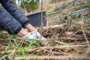 Doğal elementlerin müdahalesinden sonra orman yenilenmesi için genç ağaçların filizlenmesi