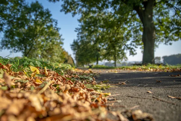 Queda no parque, folhas amarelas caindo da árvore — Fotografia de Stock