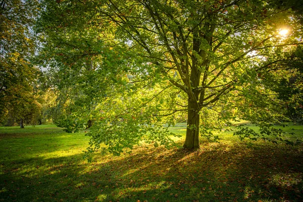 Fall i parken, gula löv faller av trädet — Stockfoto