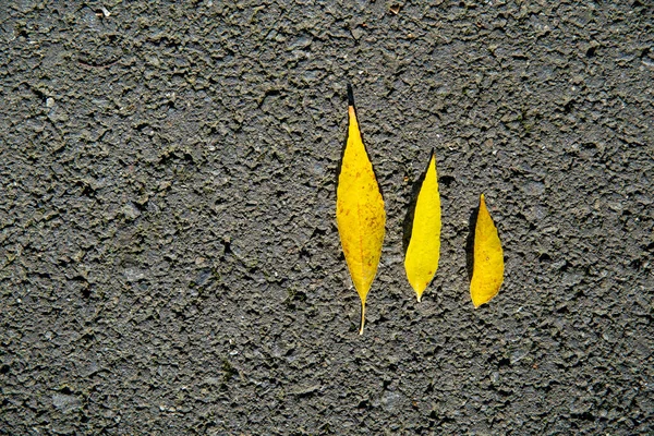 Fall i parken, gula löv faller av trädet — Stockfoto