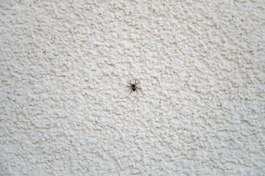 Bir aile evinin dış duvarında örümcek var.