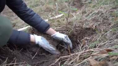 Doğal elementlerin müdahalesinden sonra orman yenilenmesi için genç ağaçların filizlenmesi