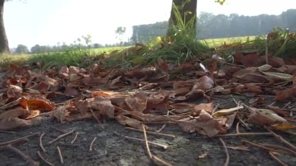 Pád v parku, žluté listí padá ze stromu — Stock video