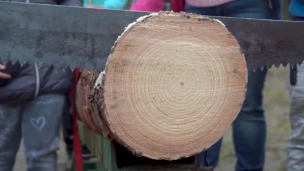 Piła dwuręczna podczas cięcia pnia drzewa w lesie — Wideo stockowe