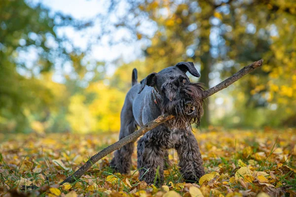 Enfant heureux avec leur chien schnauzer noir profiter de jouer dans le parc d'automne — Photo