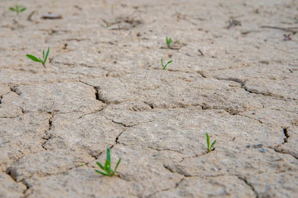 夏天没有雨，干枯了的土壤 — 图库照片