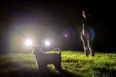 Kadınlar ve köpekler gece çayırda arabayla aydınlatılır.