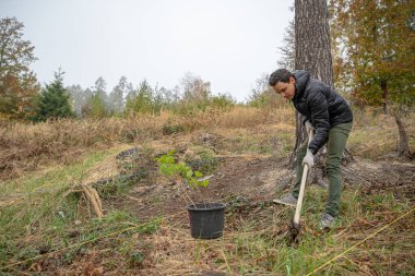 Doğal elementlerin müdahalesinden sonra orman yenilenmesi için genç ağaçların filizlenmesi