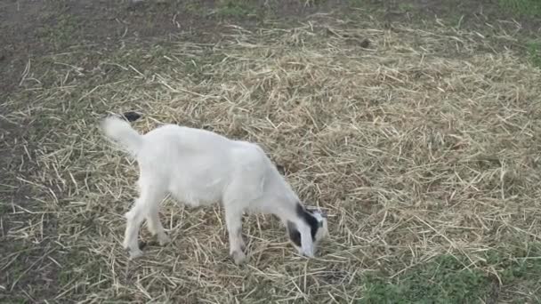Genç keçi yazın yeşil bir çayırda otluyor. — Stok video