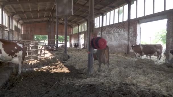 Krowy na nowoczesnym stoisku rolniczym w kolejce do automatycznego doju mleka — Wideo stockowe