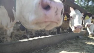 Modern bir çiftlikteki inekler besleniyor