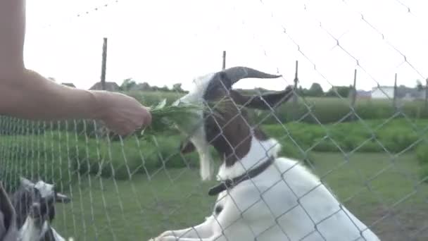 Geit in de tuin op de boerderij krijgt voer van bezoekers — Stockvideo