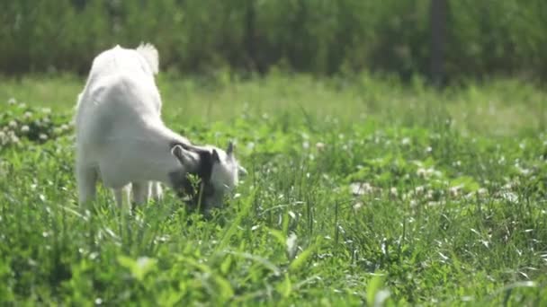 Cabra jovem pastando em um prado verde na hora de verão — Vídeo de Stock