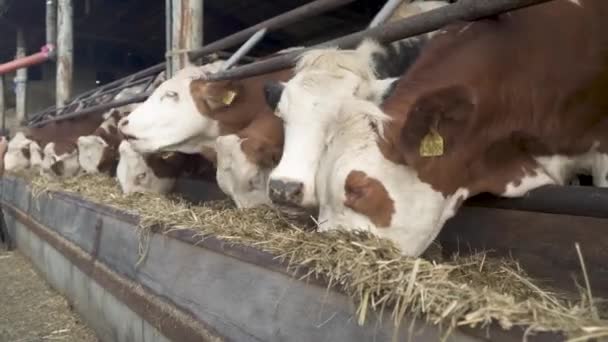 Vacas en una granja moderna reciben alimentación — Vídeos de Stock