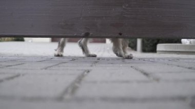 Evi koruyan köpek ahşap çitin altındaki boşluğa bakıyor.