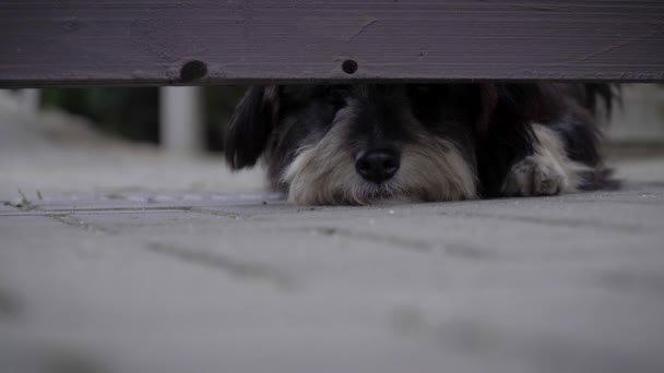 Perro custodiando la casa mira hacia el hueco debajo de la valla de madera — Vídeo de stock