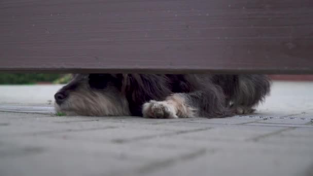 Perro custodiando la casa mira hacia el hueco debajo de la valla de madera — Vídeo de stock