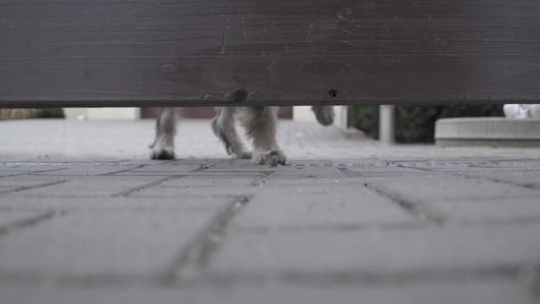 Chien gardant la maison regarde dans l'espace sous la clôture en bois — Video