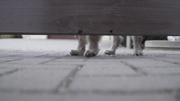 Chien gardant la maison regarde dans l'espace sous la clôture en bois — Video