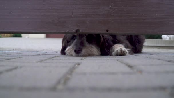 Dog guardando a casa olha para fora na lacuna sob a cerca de madeira — Vídeo de Stock