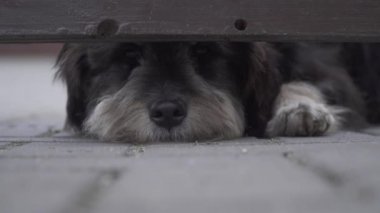 Evi koruyan köpek ahşap çitin altındaki boşluğa bakıyor.