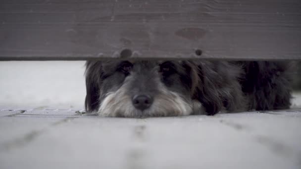 Dog guardando a casa olha para fora na lacuna sob a cerca de madeira — Vídeo de Stock