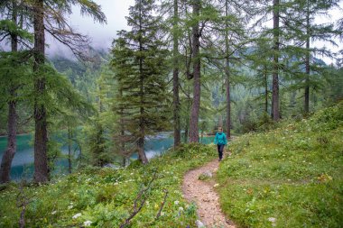 Avustralya Alplerindeki yürüyüşçüler göllerin etrafındaki ormanlarda dağ yürüyüşü patikalarında yürürler.