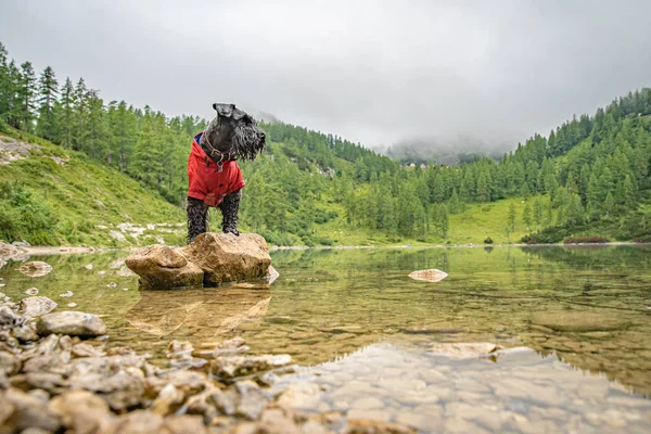 Excursionistas en los alpes austriacos caminan por senderos de montaña en los bosques alrededor de los lagos con perro negro —  Fotos de Stock