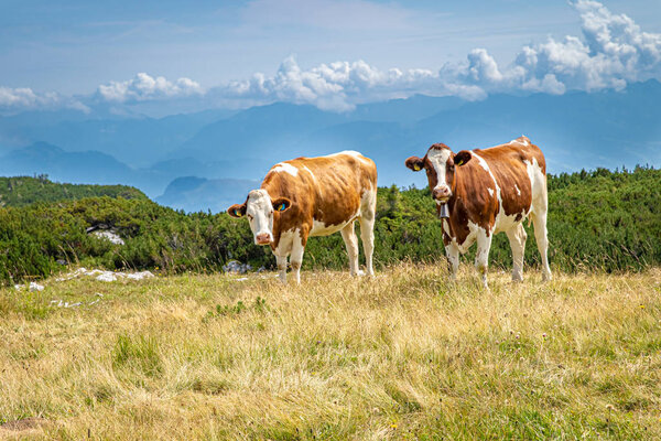 Cows on a mountain peak graze in the wild