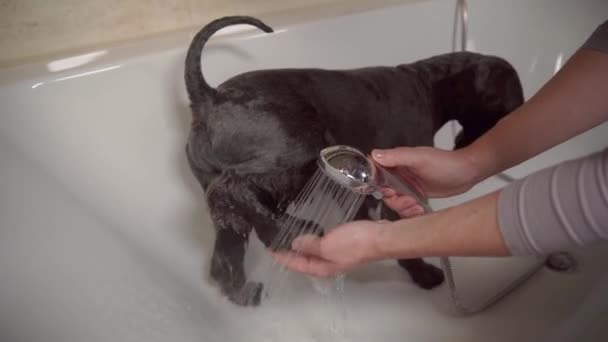 Baño negro perro schnauzer en bañera después de caminar en la naturaleza — Vídeos de Stock