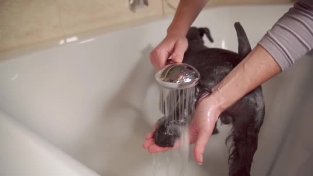 Купання чорного собаки шнауцера у ванні після прогулянки в природі — стокове відео