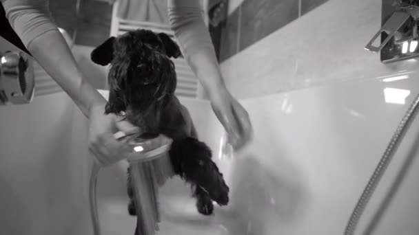 Bain schnauzer chien noir dans la baignoire après une promenade dans la nature, noir et blanc — Video