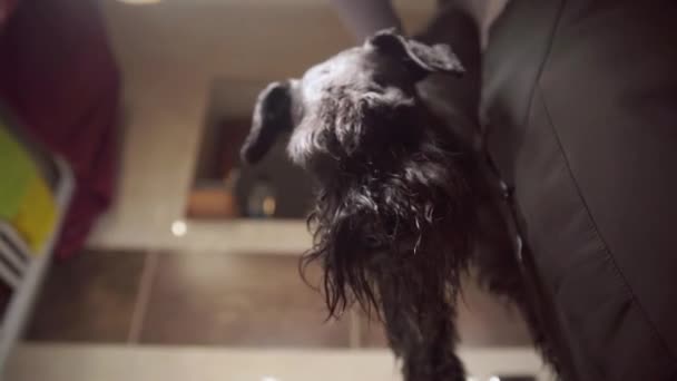 Schnauzer negro pequeño después de lavarse en el baño, en actitud al limpiar la toalla — Vídeos de Stock