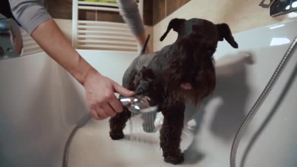 Bathing black dog schnauzer in bathtub after walk in nature, colored — Stock Video
