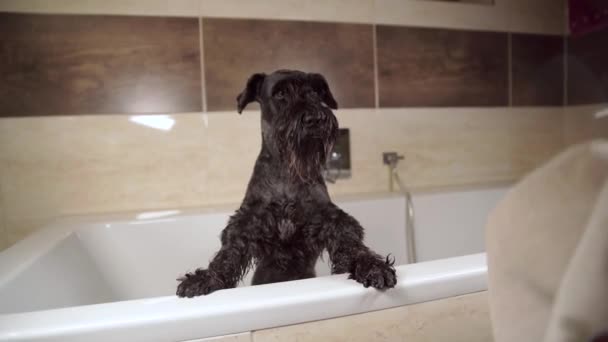 Esfregando o cão preto com uma toalha depois de tomar banho na banheira — Vídeo de Stock