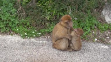Barbar Macaque anne ve çocukları Cebelitarık 'ın turistik bölgesindeki bir tepede oynuyorlar.