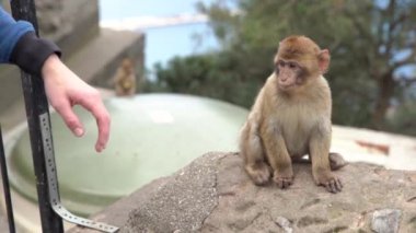 Barbar Macaque Cebelitarık 'ta bir turistin eline atladı.