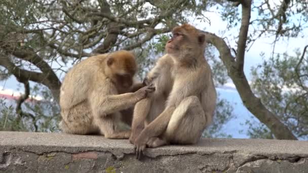 Barbary Macaque pulisce la pelliccia su un muro su una collina di Gibilterra — Video Stock