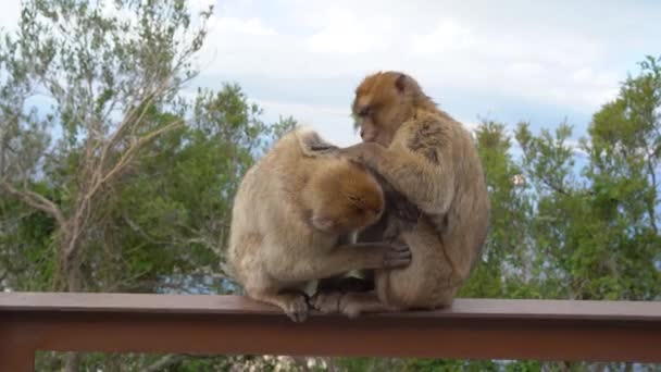 Macaco de berbería sobre barandilla de hierro en la naturaleza junto al sendero para los turistas. se limpia la piel de los demás — Vídeo de stock