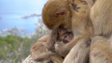 Barbar macaque genç emziriyor, tüm maymun ailesi bir arada.