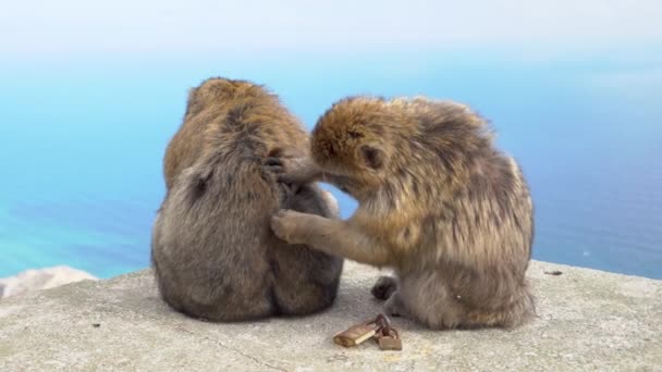 Vahşi doğada, deniz kıyısındaki vahşi bir macaque. Birbirinizin tüylerini temizler. — Stok video