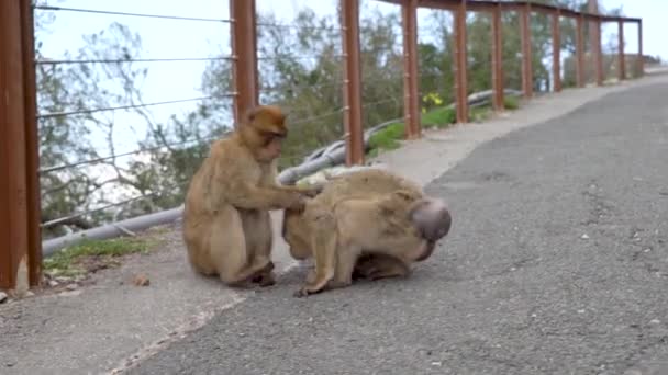 Barbary Macaque παίζει δύο άτομα στην τουριστική περιοχή του Γιβραλτάρ — Αρχείο Βίντεο