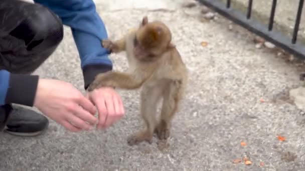 Barbary Macaque jumps on the hand of a tourist in Gibraltar for food — 비디오