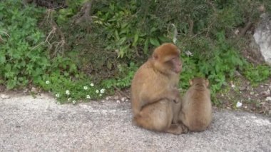 Barbar Macaque anne ve çocuğu vahşi doğada Cebelitarık 'ın turistik bölgesindeki bir tepede.