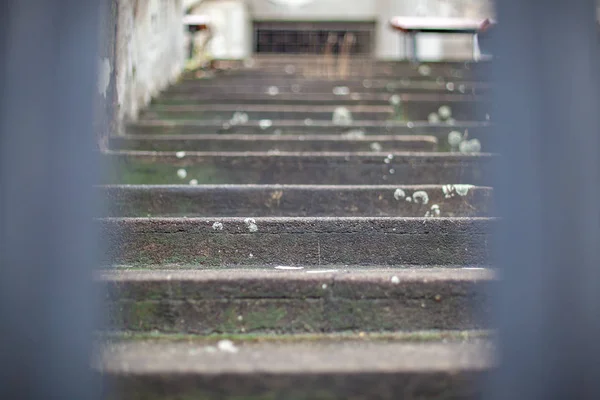 Старая бетонная лестница на стадионе покрыта грязью и плесенью — стоковое фото